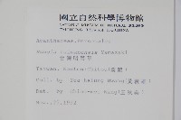 臺灣明萼草藏品圖，第2張