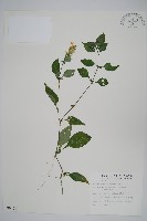 臺灣明萼草藏品圖，第1張