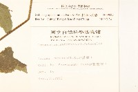 粗毛小米菊藏品圖，第2張
