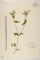 粗毛小米菊藏品圖，第1張