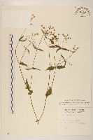 粗毛小米菊藏品圖，第1張