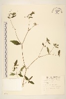 豨薟藏品圖，第1張