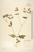 豨薟藏品圖，第1張