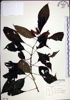 角桐草、台灣半蒴苣苔藏品圖，第1張