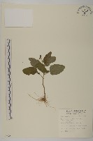 茯苓菜藏品圖，第1張