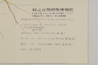 茯苓菜藏品圖，第1張