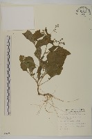 茯苓菜藏品圖，第2張