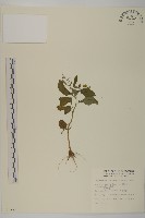 茯苓菜藏品圖，第2張