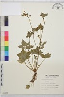 辣子草、揚子毛茛藏品圖，第1張