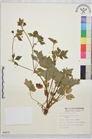 辣子草、揚子毛茛藏品圖，第1張