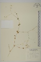 荷蓮豆草、菁芳草藏品圖，第1張