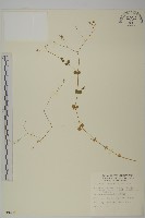 荷蓮豆草、菁芳草藏品圖，第1張