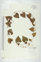 黑果馬交兒藏品圖，第1張