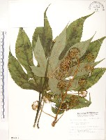 臺灣八角金盤藏品圖，第1張