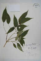 臺灣樹參藏品圖，第1張