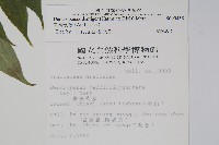 臺灣樹參藏品圖，第2張