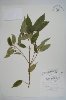 臺灣樹參藏品圖，第1張