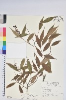 巒大越橘藏品圖，第1張