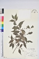 巒大越橘藏品圖，第1張