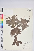 臺灣馬醉木藏品圖，第1張