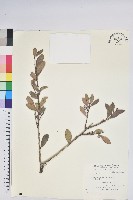 凹葉越橘藏品圖，第1張