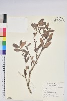 凹葉越橘藏品圖，第1張