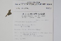 裂葉秋海棠藏品圖，第2張