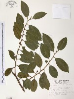 森氏紅淡比藏品圖，第1張