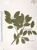 森氏紅淡比藏品圖，第1張