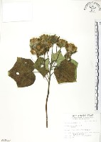 山芙蓉、臺灣山芙蓉、狗頭芙蓉藏品圖，第1張