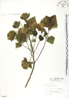 山芙蓉、臺灣山芙蓉、狗頭芙蓉藏品圖，第1張
