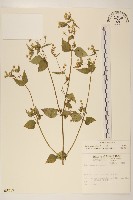 小米菊藏品圖，第1張