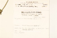 小米菊藏品圖，第2張