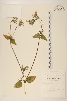 小米菊藏品圖，第1張