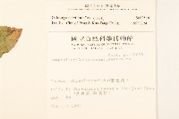 小米菊藏品圖，第2張