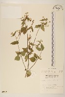 小米菊藏品圖，第1張