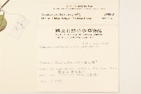 小米菊藏品圖，第2張