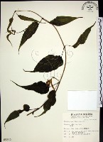 百部藏品圖，第1張