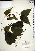 百部藏品圖，第1張