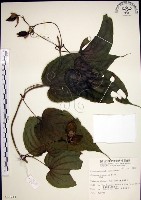 百部藏品圖，第1張