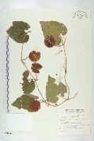 青牛膽藏品圖，第1張