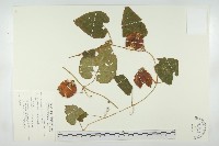 青牛膽藏品圖，第1張