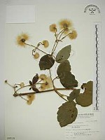 銹毛鐵線蓮藏品圖，第1張