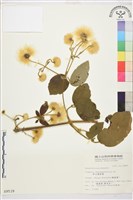 銹毛鐵線蓮藏品圖，第2張