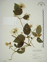 銹毛鐵線蓮藏品圖，第1張