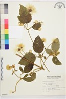 銹毛鐵線蓮藏品圖，第2張