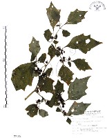 龍珠藏品圖，第1張