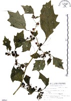 龍珠藏品圖，第1張