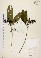 黑星紫金牛藏品圖，第1張