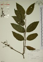 大葉溲疏藏品圖，第1張